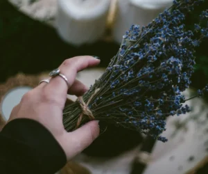 woman hand hold lavender