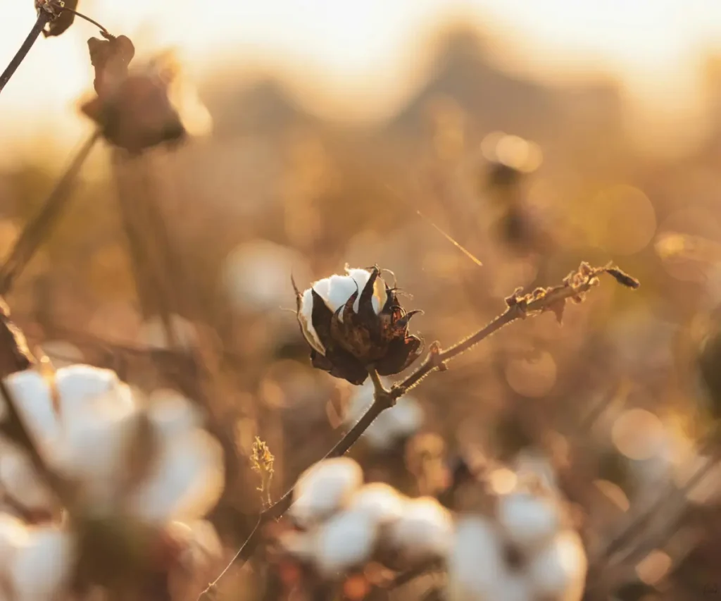 cotton